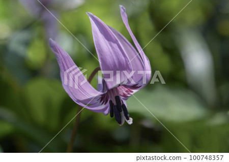 具有美麗淺紫色的犬牙紫 100748357