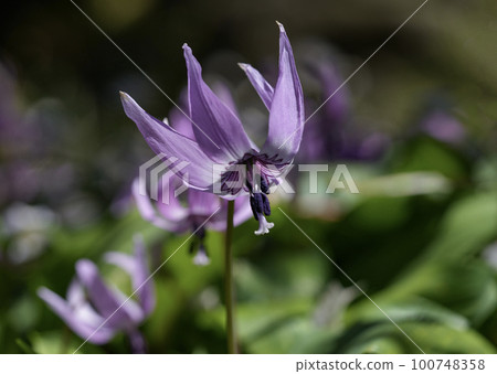 具有美麗淺紫色的犬牙紫 具有美麗淺紫色的犬牙紫 100748358