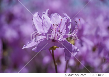 土佐三葉杜鵑花 100748359