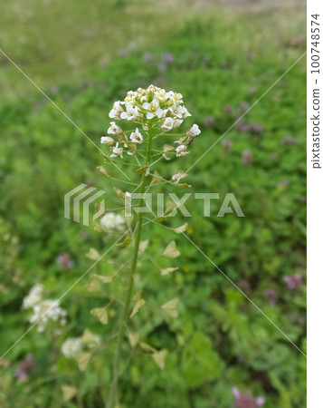 Nazuna (1) 100748574