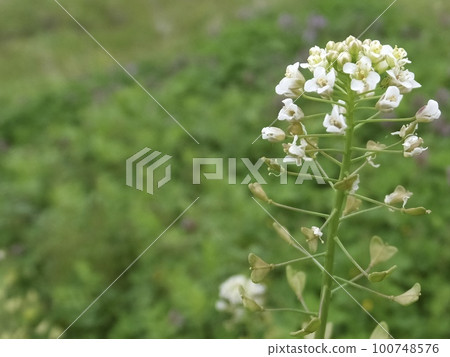 納祖納 (2) 納祖納 (2) 100748576