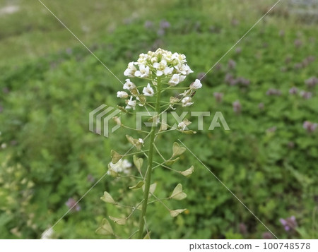 薺菜③ 100748578