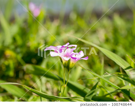 Pink-sorrel, little purple flowers for background Pink-sorrel, little purple flowers for background 100748644