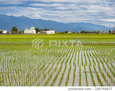 Rice farm in Yilan,Taiwan. 100748657