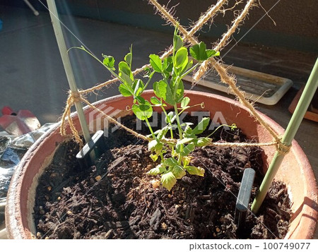 I planted snack peas in a flowerpot 100749077