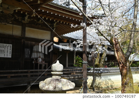 京都正持寺院內盛開的櫻花和賓頭郎像 京都正持寺院內盛開的櫻花和賓頭郎像 100749197