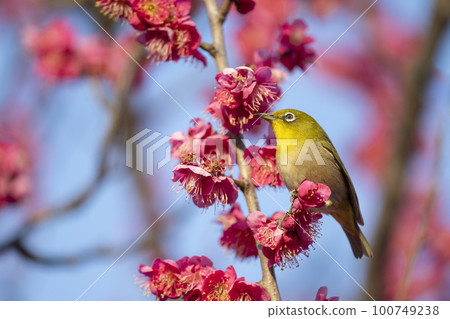 Meiro and plum 100749238