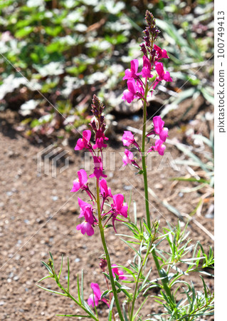 Linaria (Hime Goldfish) 100749413