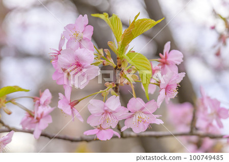 Sunflower viewing day 100749485