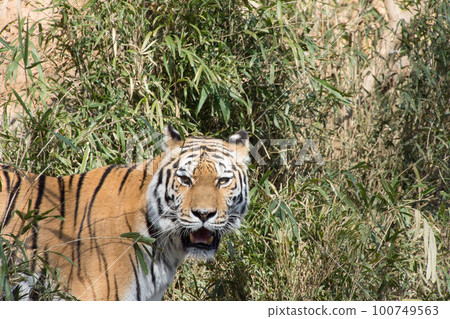 Child tiger Child tiger 100749563