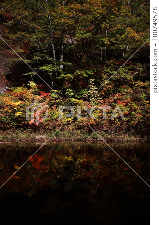 Reflection of the spot light on the autumn leaves of Komata Gorge 100749578