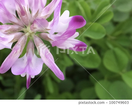 Astragalus ③ Astragalus ③ 100749603