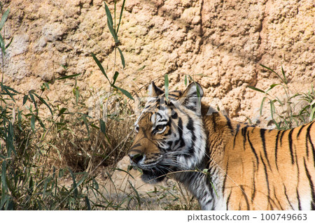 Child tiger 100749663