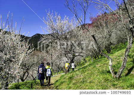 Kogesawa Plum Grove, Takao Umego, Hachioji City, Tokyo Kogesawa Plum Grove, Takao Umego, Hachioji City, Tokyo 100749693