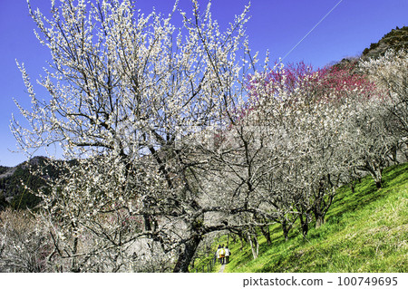 東京都八王子市高尾梅鄉 Kogesawa Plum Grove 東京都八王子市高尾梅鄉 Kogesawa Plum Grove 100749695