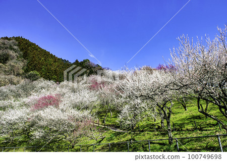 Kogesawa Plum Grove, Takao Umego, Hachioji City, Tokyo Kogesawa Plum Grove, Takao Umego, Hachioji City, Tokyo 100749698