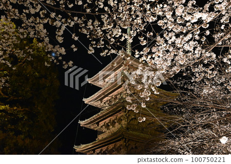 Weeping cherry blossoms and five-storied pagoda at Toji Temple in Kyoto lit up Weeping cherry blossoms and five-storied pagoda at Toji Temple in Kyoto lit up 100750221