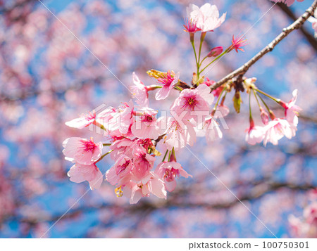冷櫻花 100750301