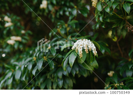 White flowers of pieris japonica bloom in spring in the garden White flowers of pieris japonica bloom in spring in the garden 100750349