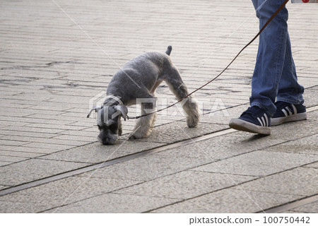 Walking the dog Schnauzer Walking the dog Schnauzer 100750442