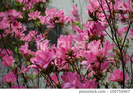 杜鵑花 100750907