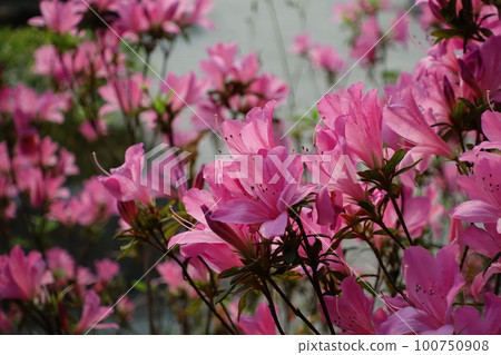 Rhododendron Rhododendron 100750908