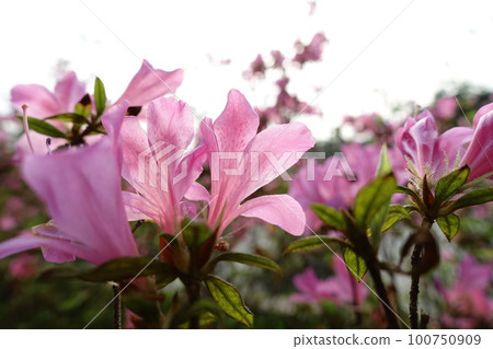 Rhododendron Rhododendron 100750909