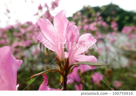 Rhododendron 100750910