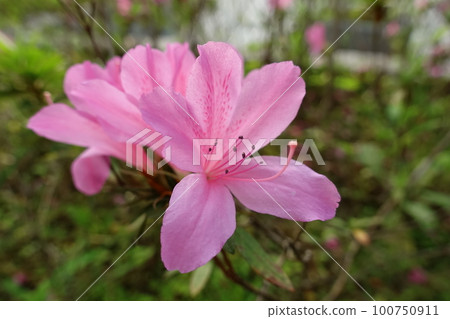 Rhododendron Rhododendron 100750911