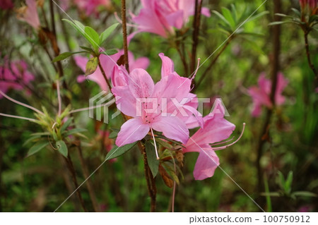 Rhododendron Rhododendron 100750912