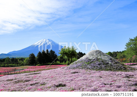 Moss phlox at Fuji Motosuko Resort Yamanashi Prefecture 100751191