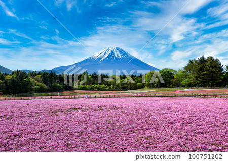 Moss phlox at Fuji Motosuko Resort Yamanashi Prefecture 100751202