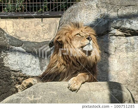 [動物] 雄獅 100751285