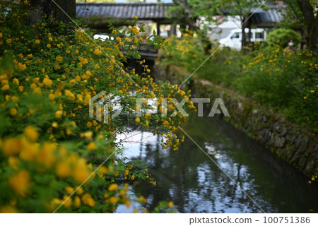 京都鬆尾大社院內盛開的山吹 100751386
