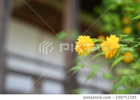 京都鬆尾大社院內盛開的山吹 100751395