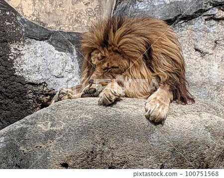 [Animal] Male lion 100751568