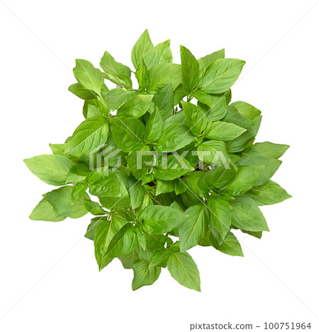 Thai basil from above, isolated, from above. Fresh, early-season Ocimum basilicum var. thyrsiflora, a variation of sweet basil, native in Southeast Asia, with anise- and licorice-like flavor. Photo. Thai basil from above, isolated, from above. Fresh, early-season Ocimum basilicum var. thyrsiflora, a variation of sweet basil, native in Southeast Asia, with anise- and licorice-like flavor. Photo. 100751964