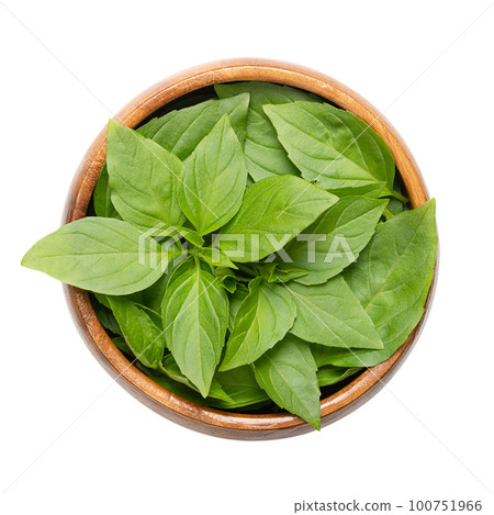 Fresh early-season Thai basil leaves in a wooden bowl. Ocimum basilicum var. thyrsiflora, variation of sweet basil, native in Southeast Asia, with anise- and licorice-like flavor. Isolated from above. 100751966