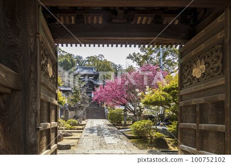 Kodaiji Temple of the Soto sect of Buddhism where Kanhizakura blooms [Nagasaki City, Nagasaki Prefecture] 100752102