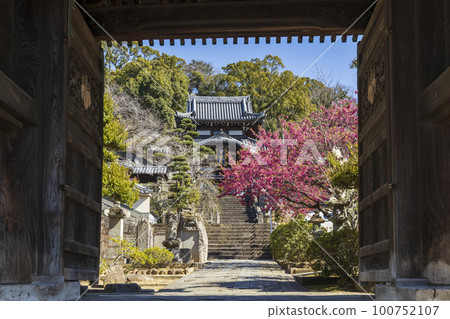 觀緋櫻盛開的曹洞宗高台寺[長崎縣長崎市] 100752107