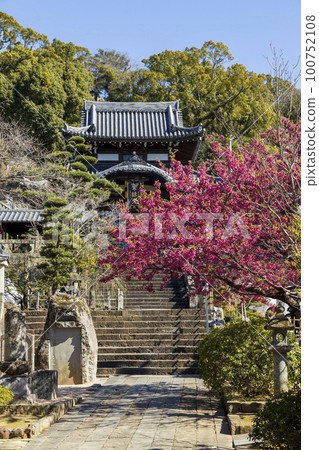 觀緋櫻盛開的曹洞宗高台寺[長崎縣長崎市] 100752108