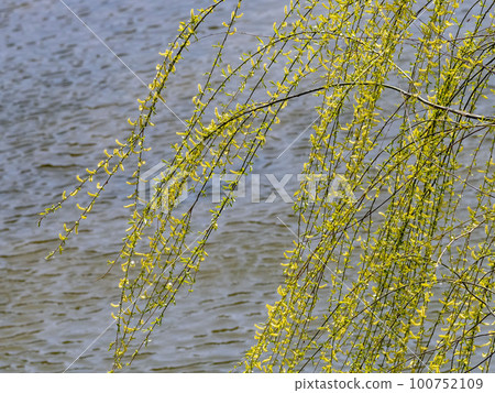 Weeping willow flowers growing by the river 100752109