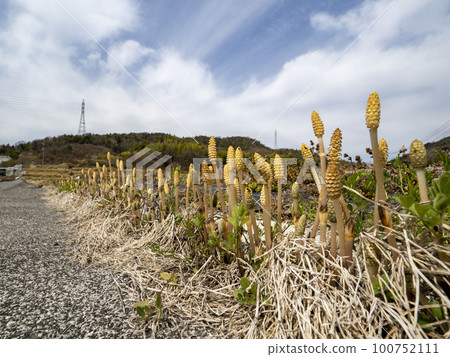 Horsetails growing side by side 100752111
