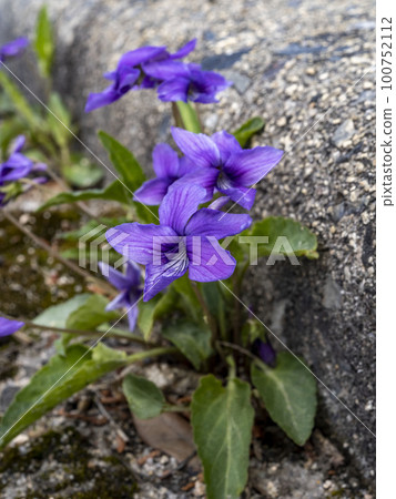 Japanese violets blooming on the roadside 100752112