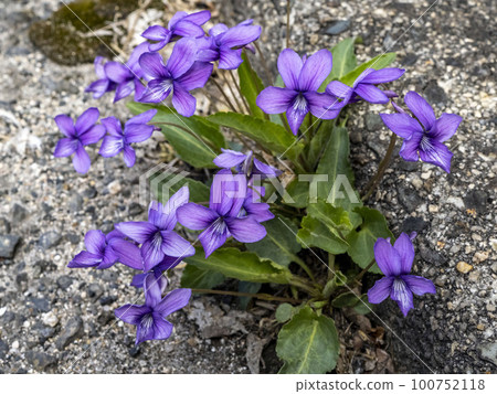 Japanese violets blooming on the roadside Japanese violets blooming on the roadside 100752118