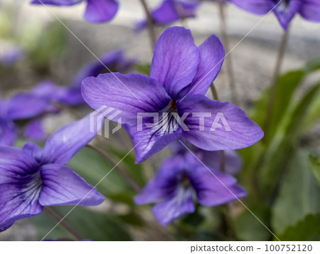 路邊盛開的紫羅蘭 100752120