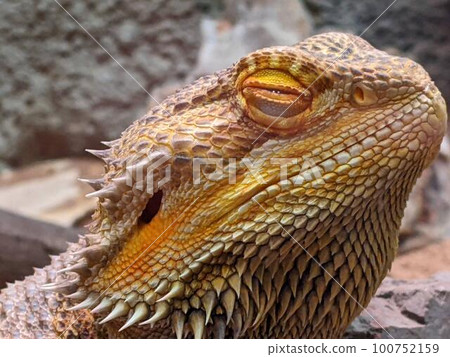 [爬行動物] 蜥蜴 100752159