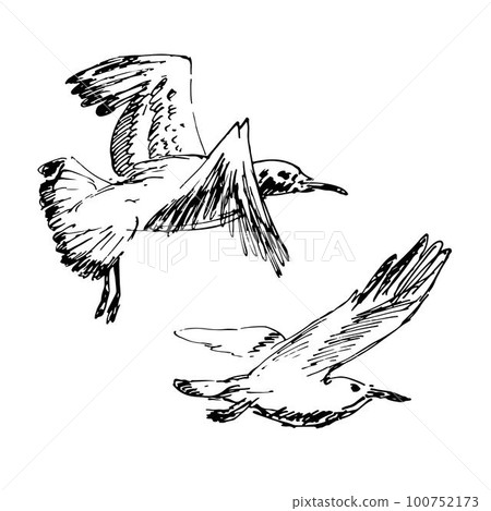 Set of seagulls outlines. Hand drawn illustration converted to vector. Black on transparent background Set of seagulls outlines. Hand drawn illustration converted to vector. Black on transparent background 100752173
