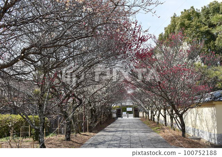 紅梅林立的神社參道 紅梅林立的神社參道 100752188