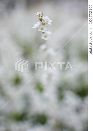A willow tree that blooms many flowers on its long spikes with drooping branches in spring. announcing the arrival of spring A willow tree that blooms many flowers on its long spikes with drooping branches in spring. announcing the arrival of spring 100752193